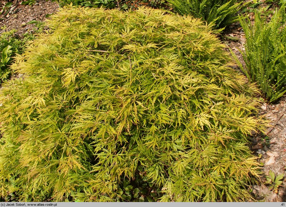 Acer palmatum Dissectum Flavescens