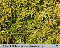 Acer palmatum Dissectum Flavescens