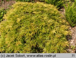 Acer palmatum Dissectum Flavescens