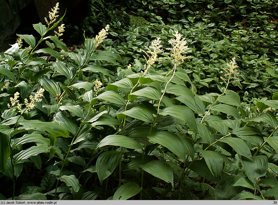 Smilacina racemosa (majówka groniasta)