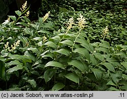 Smilacina racemosa (majówka groniasta)