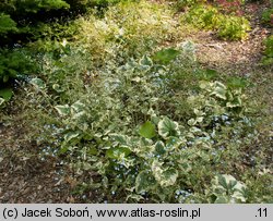 Brunnera macrophylla Variegata