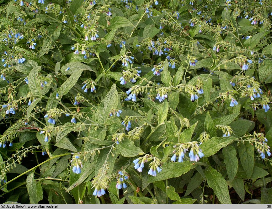 Symphytum grandiflorum (żywokost wielkokwiatowy)