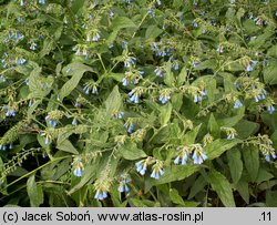 Symphytum grandiflorum (żywokost wielkokwiatowy)