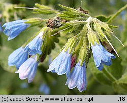 Symphytum grandiflorum (żywokost wielkokwiatowy)