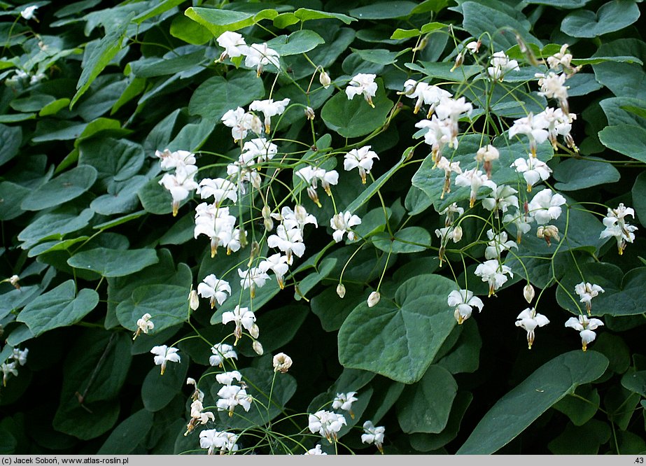 Vancouveria hexandra (wankuweria sześciopręcikowa)