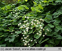 Vancouveria hexandra (wankuweria sześciopręcikowa)