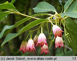 Enkianthus cernuus