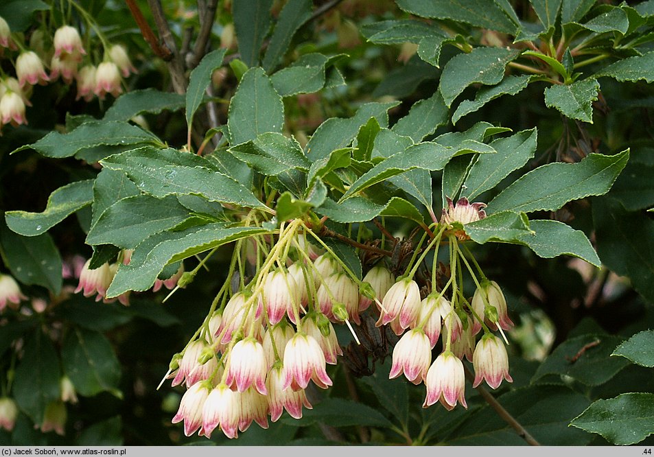 Enkianthus subsessilis (enkiant szeroki)