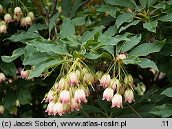 Enkianthus subsessilis (enkiant szeroki)