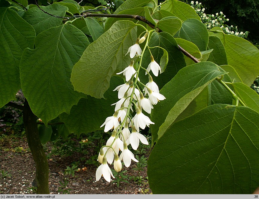 Styrax obassia (styrak okrągłolistny)