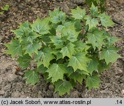 Kirengeshoma palmata (kirengeszoma dłoniasta)