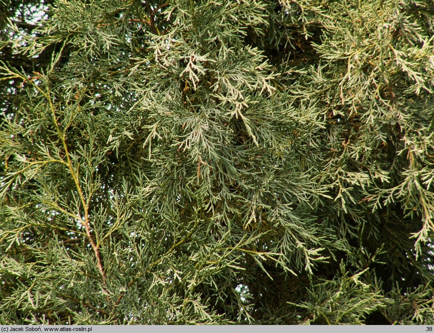 Juniperus scopulorum (jałowiec skalny)