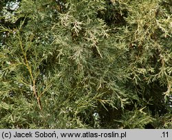 Juniperus scopulorum (jałowiec skalny)