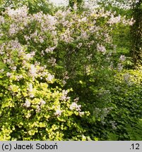 Syringa wardii