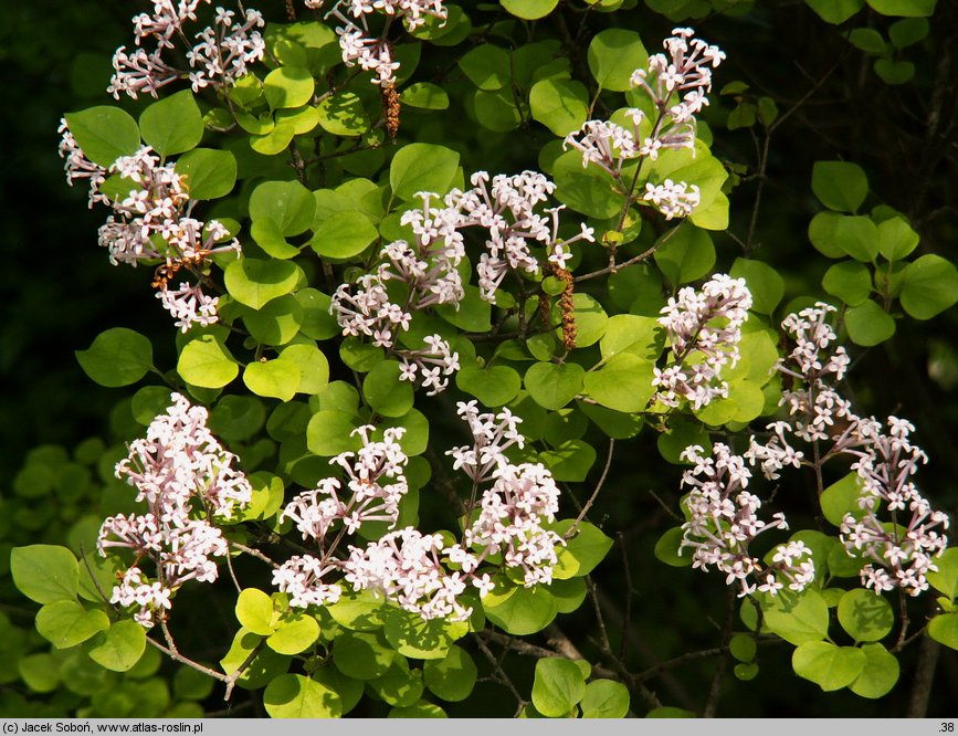 Syringa wardii