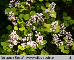 Syringa wardii