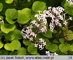 Syringa wardii