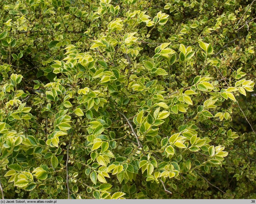 Ulmus parvifolia (wiąz drobnolistny)