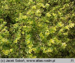 Ulmus parvifolia (wiąz drobnolistny)