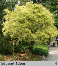 Ulmus parvifolia (wiąz drobnolistny)