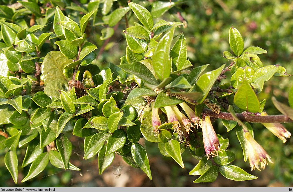 Lonicera nitida (suchodrzew mirtolistny)