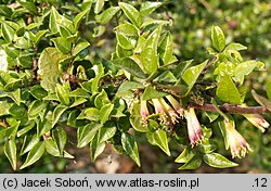 Lonicera nitida (suchodrzew mirtolistny)