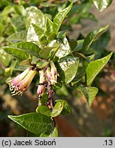 Lonicera nitida (suchodrzew mirtolistny)