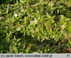 Lonicera nitida (suchodrzew mirtolistny)