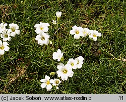 Cherleria circassica (mokrzyca kaukaska)