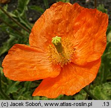 Papaver atlanticum (mak atlantycki)