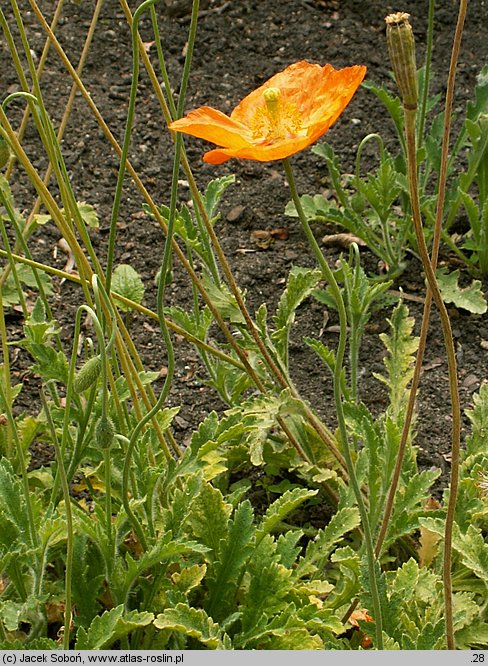 Papaver atlanticum (mak atlantycki)