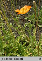 Papaver atlanticum (mak atlantycki)