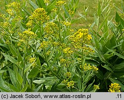 Sisymbrium luteum