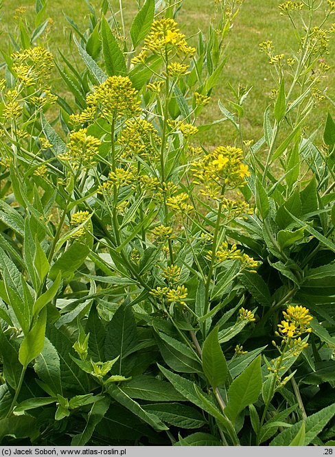 Sisymbrium luteum