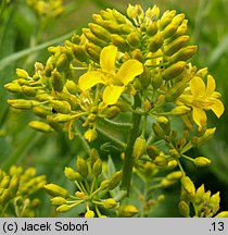 Sisymbrium luteum