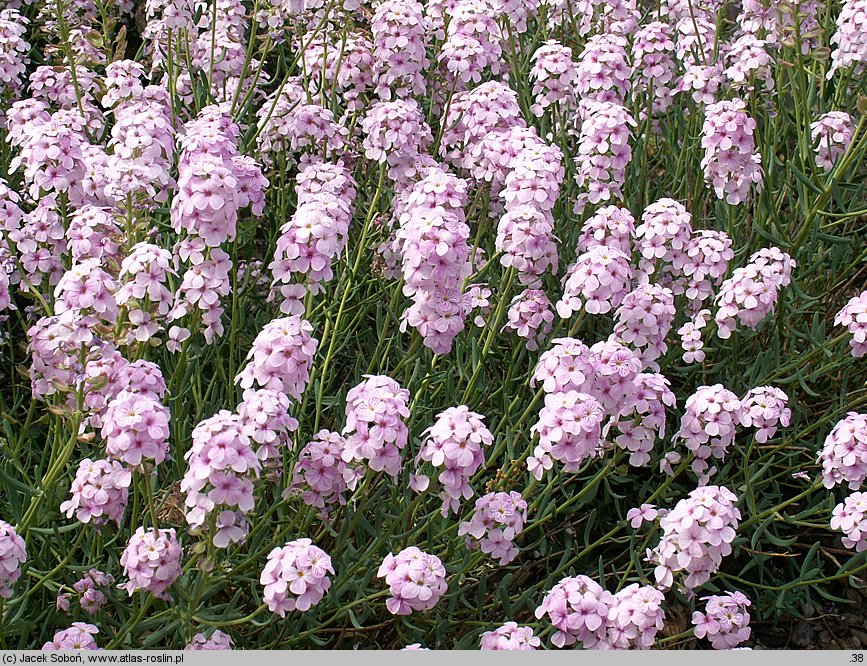 Aethionema grandiflorum (skrzydlinka wielkokwiatowa)