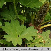 Gunnera manicata (gunnera olbrzymia)