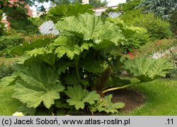 Gunnera manicata (gunnera olbrzymia)