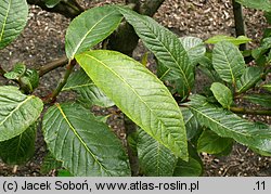 Salix moupinensis (wierzba mupińska)