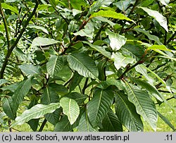 Salix moupinensis (wierzba mupińska)