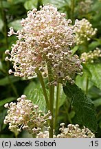 Ceanothus americanus (prusznik amerykański)