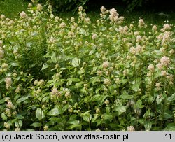 Ceanothus americanus (prusznik amerykański)