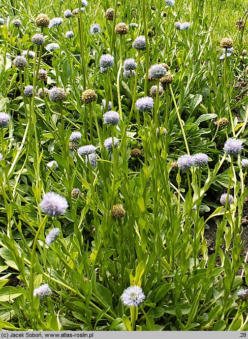 Globularia trichosantha (kulnik włosokwiatowy)