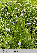 Globularia trichosantha (kulnik włosokwiatowy)