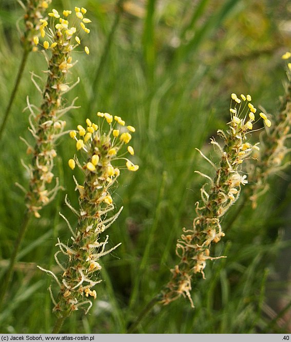 Plantago holosteum