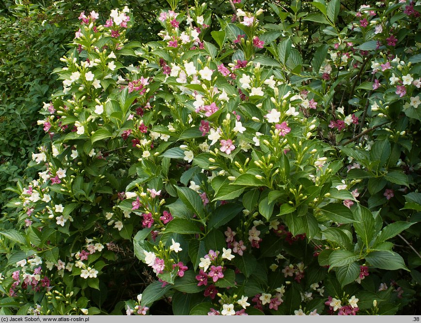 Weigela coraeensis (krzewuszka wielkokwiatowa)