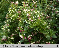 Weigela coraeensis (krzewuszka wielkokwiatowa)