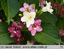 Weigela coraeensis (krzewuszka wielkokwiatowa)