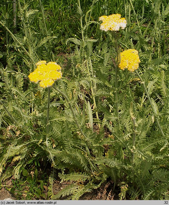 Achillea clypeolata